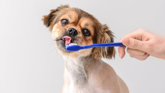 que hago si mi perro tiene mal aliento?