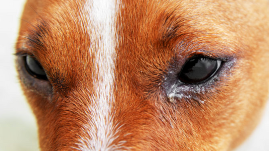 síntomas del distemper en perros
