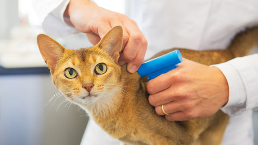 ¿Para que sirve el microchip de mascotas?